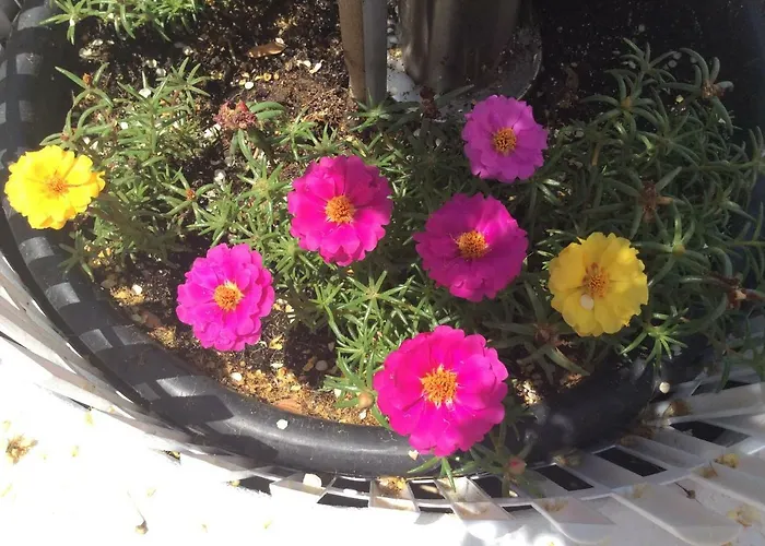 公寓 Lucy's House 萨索斯